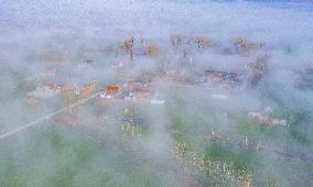 Spring Fog