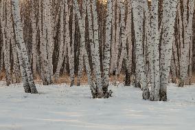 Birch Forest With Spring Snow