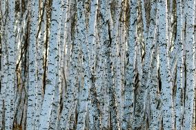 Birch Forest With Spring Snow