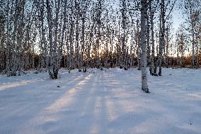 Birch Forest With Spring Snow