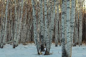 Birch Forest With Spring Snow