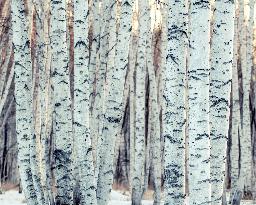 Birch Forest With Spring Snow