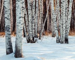 Birch Forest With Spring Snow