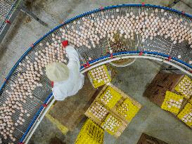 Laying Chicken Farm