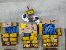 Laying Chicken Farm