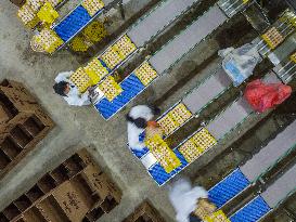 Laying Chicken Farm