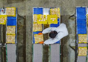 Laying Chicken Farm