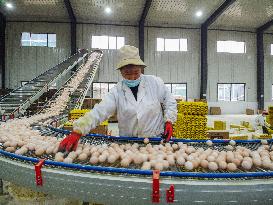 Laying Chicken Farm