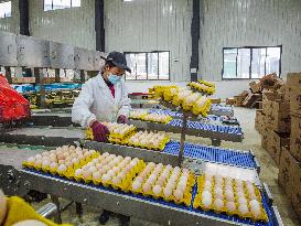 Laying Chicken Farm