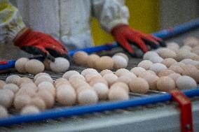 Laying Chicken Farm