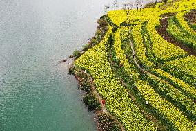 Rape Flowers Blooming Along The Banks of the Apeng River in Chon