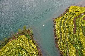 Rape Flowers Blooming Along The Banks of the Apeng River in Chon