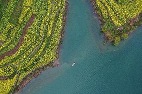 Rape Flowers Blooming Along The Banks of the Apeng River in Chon