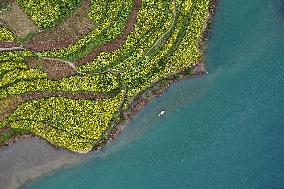 Rape Flowers Blooming Along The Banks of the Apeng River in Chon