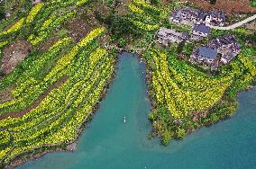 Rape Flowers Blooming Along The Banks of the Apeng River in Chon