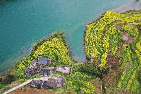 Rape Flowers Blooming Along The Banks of the Apeng River in Chon