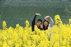 Rape Flowers Blooming Along The Banks of the Apeng River in Chon