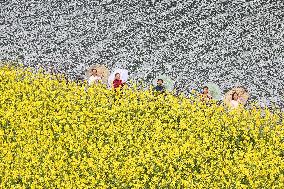 Rape Flowers Blooming Along The Banks of the Apeng River in Chon