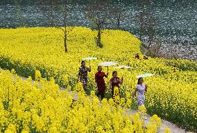 Rape Flowers Blooming Along The Banks of the Apeng River in Chon