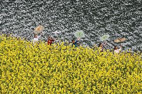 Rape Flowers Blooming Along The Banks of the Apeng River in Chon