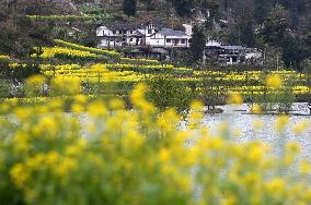 Rape Flowers Blooming Along The Banks of the Apeng River in Chon