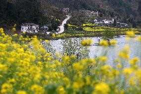 Rape Flowers Blooming Along The Banks of the Apeng River in Chon