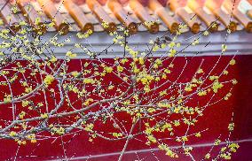 Wintersweet Flower