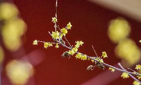 Wintersweet Flower