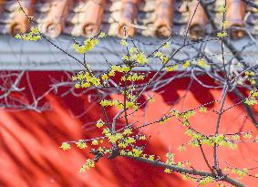 Wintersweet Flower