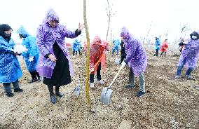 Planting Trees in Coastal Wetland