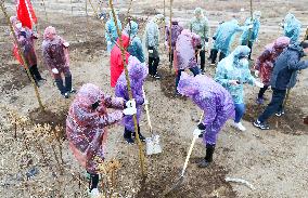 Planting Trees in Coastal Wetland