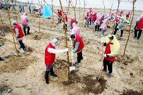 Planting Trees in Coastal Wetland