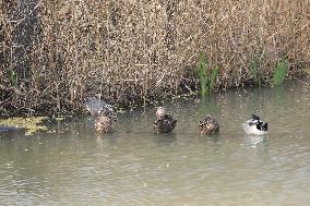 Animals in Chanba National Wetland Park
