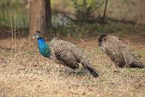 Animals in Chanba National Wetland Park