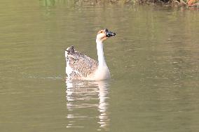 Animals in Chanba National Wetland Park
