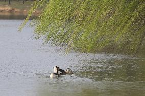 Animals in Chanba National Wetland Park