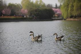Animals in Chanba National Wetland Park