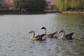 Animals in Chanba National Wetland Park