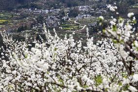 Spring Tour In Chongqing