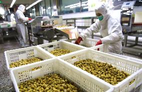 Chinese Chestnut Processing