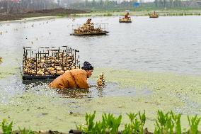 Planting Lotus Roots