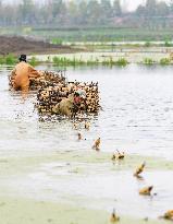 Planting Lotus Roots