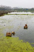 Planting Lotus Roots