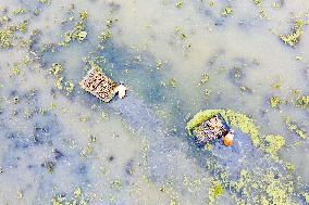 Planting Lotus Roots