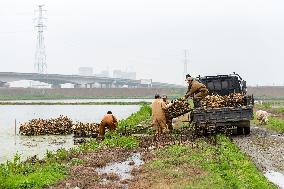 Planting Lotus Roots