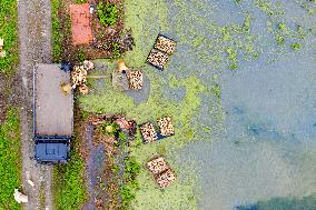 Planting Lotus Roots