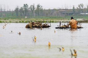 Planting Lotus Roots