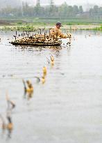 Planting Lotus Roots