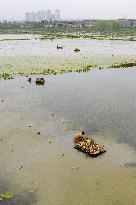 Planting Lotus Roots