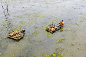 Planting Lotus Roots